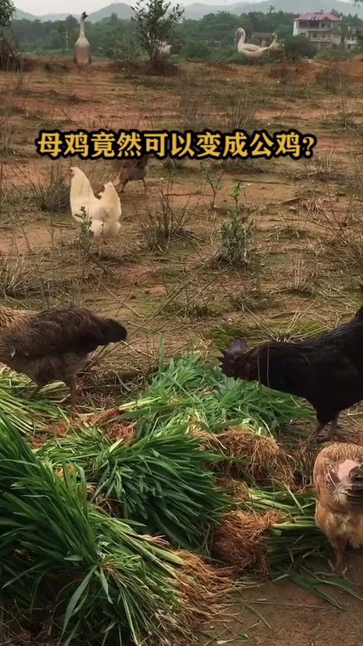 母鸡竟然可以变成公鸡?