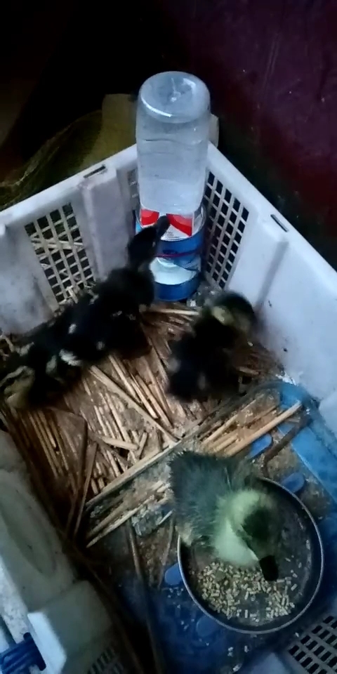 自制小鸭子喝水,可以喝24个小时