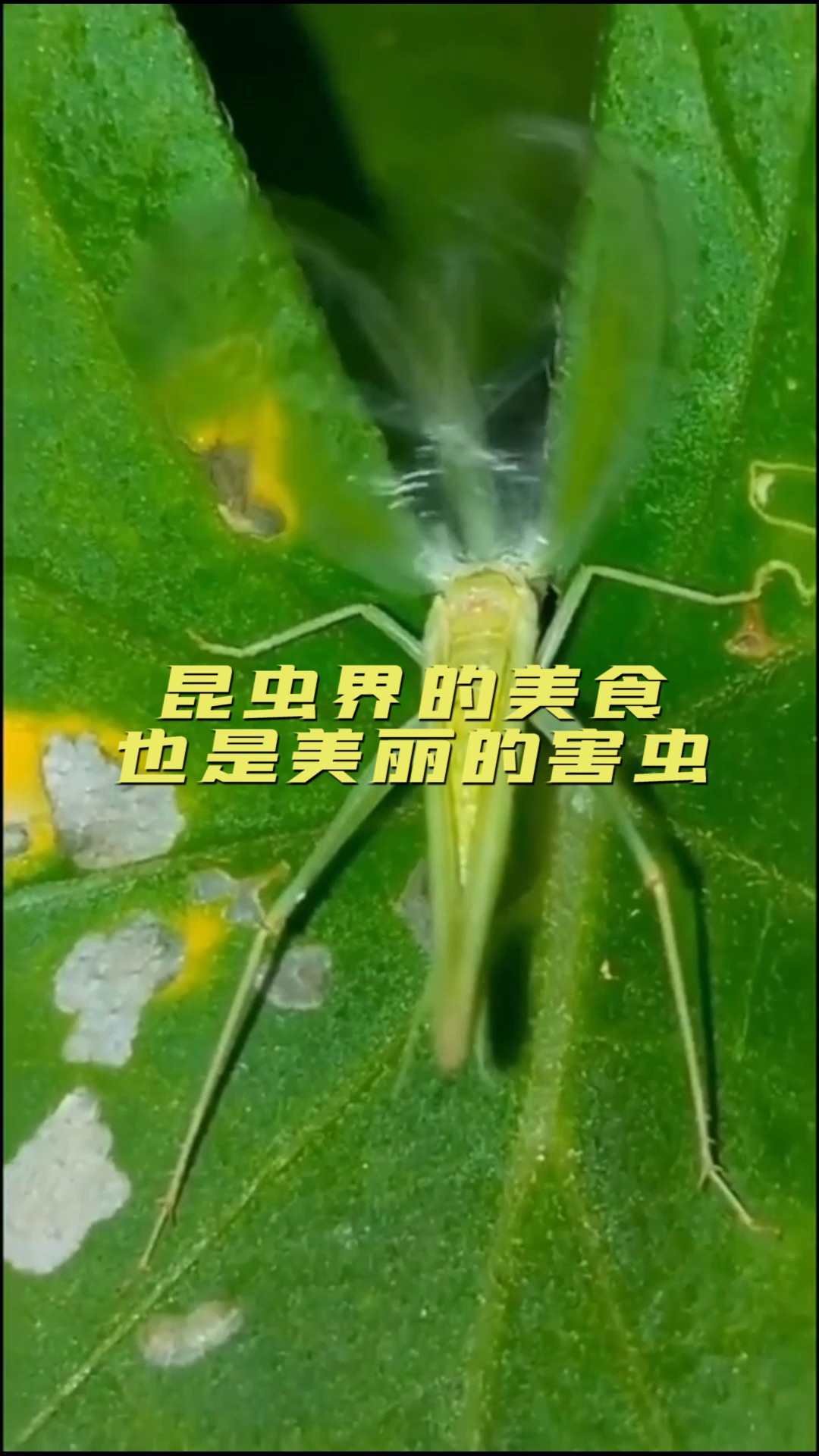 #美食#昆虫界的美食,也是美丽的害虫