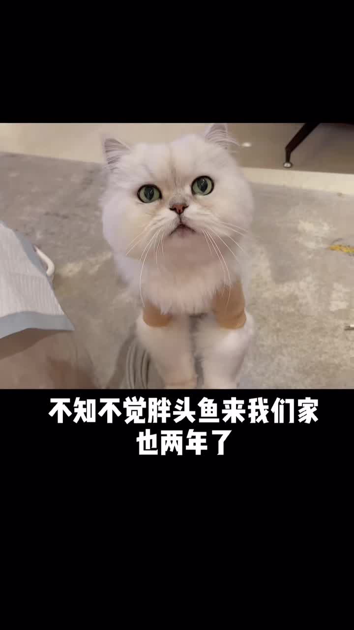 #家有萌宠#你们不要总觉得胖头鱼很可怜…其实上它手段很多的