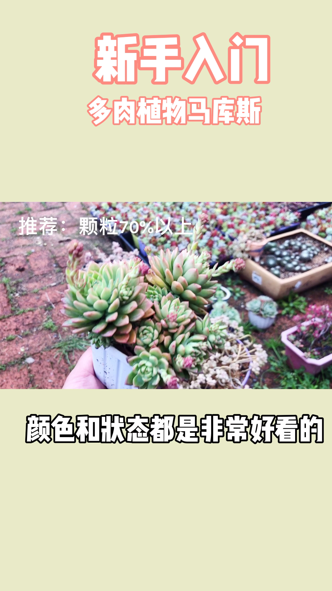 #有一种可爱叫多肉!#新手推荐马库斯,易爆头易群生,控养超赞