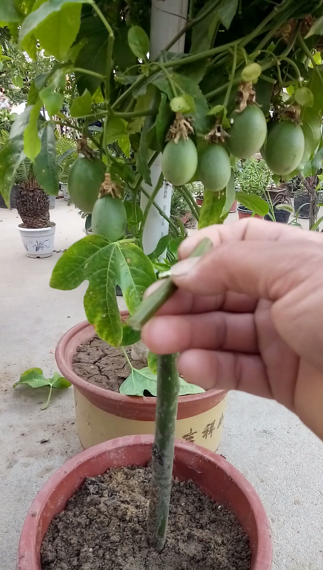 #最潮劳动者#百香果嫁接技术