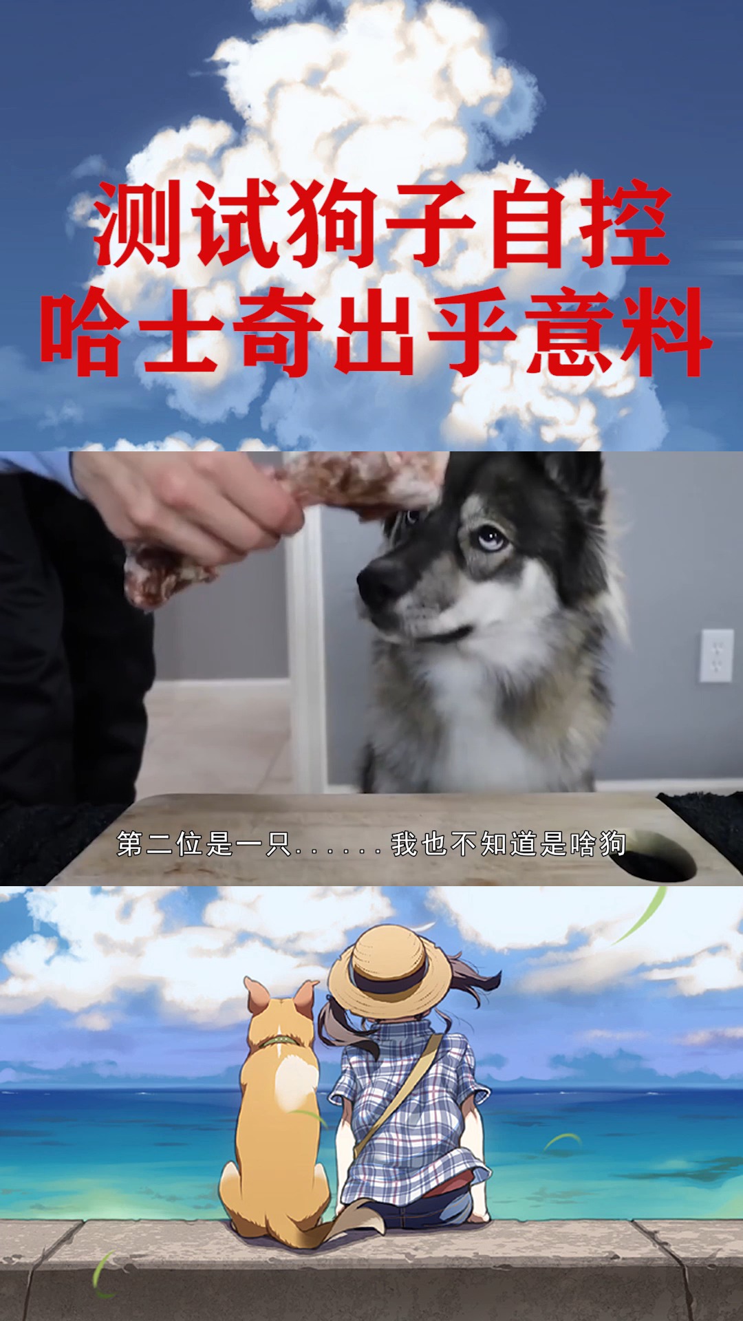 #哈士奇#将一个生骨头放在哈士奇面前,会怎么样?两只狗狗对比出乎预料
