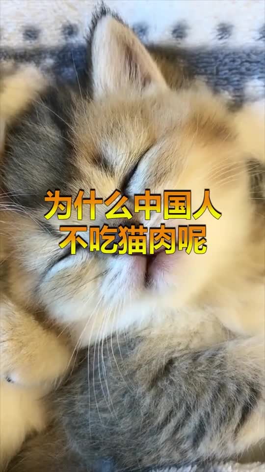 #每日逗你笑#中国人什么都吃,为什么唯独不吃猫肉老一辈说出了原因