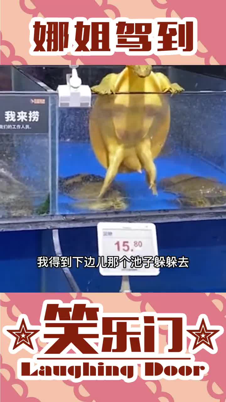 今天整个硬菜,爆炒螺丝钉,够硬!