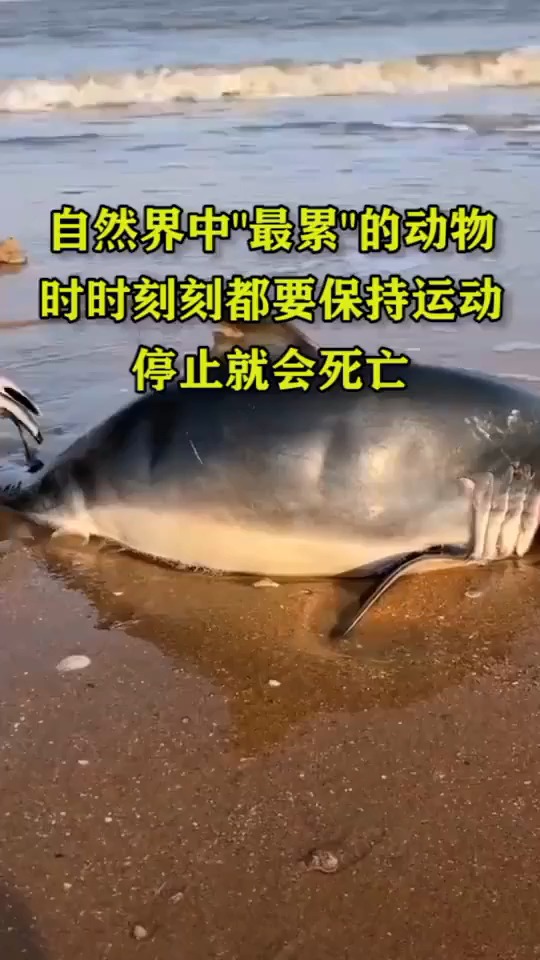 自然界中“最累”的动物时时刻刻都要保持运动停止就会死亡