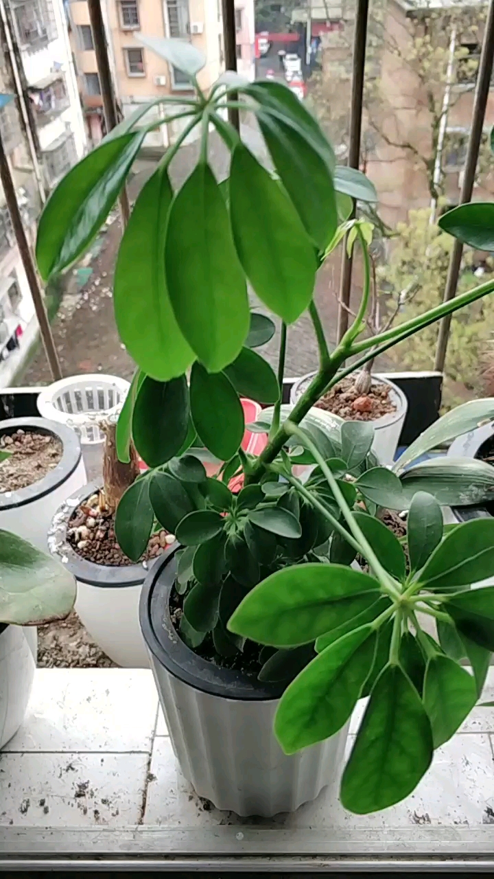 猜猜看,这叫什么花草?到百度搜一下,这叫做招财树。注意了,不是发财树。