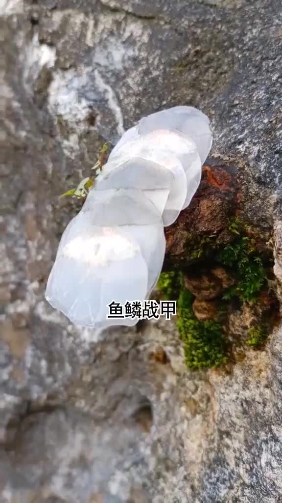我有个发财的计划鱼鳞富含胶原蛋白,而且嘎嘣脆!