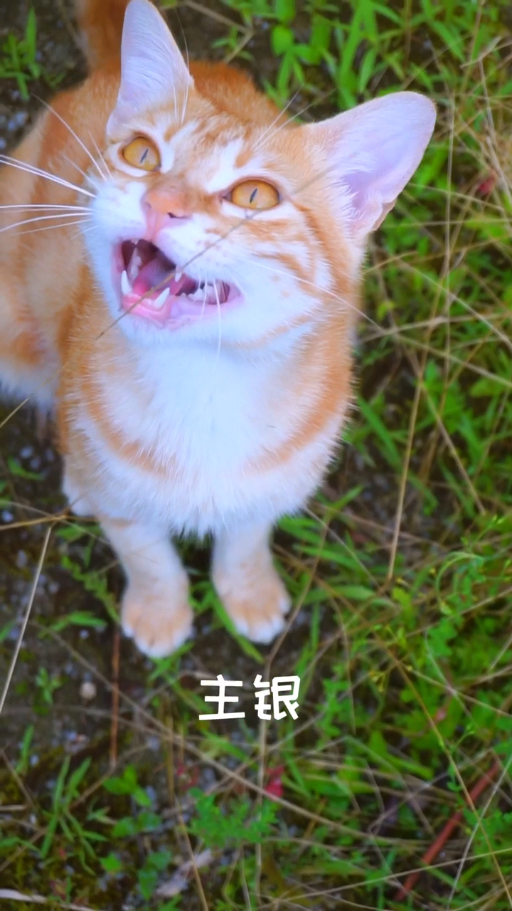 主银去哪儿 我也要跟着去哪