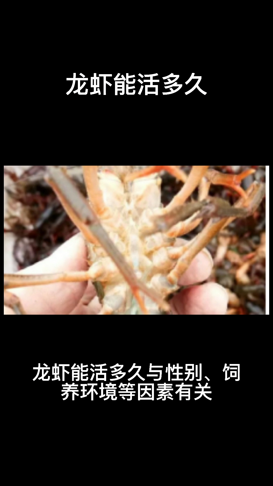 龙虾能活多久??