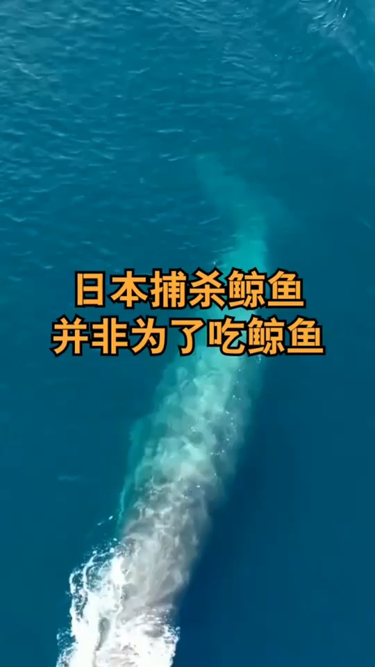 日本捕杀鲸鱼的并非为了吃鲸鱼,对此,你怎么看?