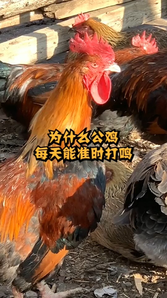 公鸡每天大早上都会打鸣,你知道为什么吗?