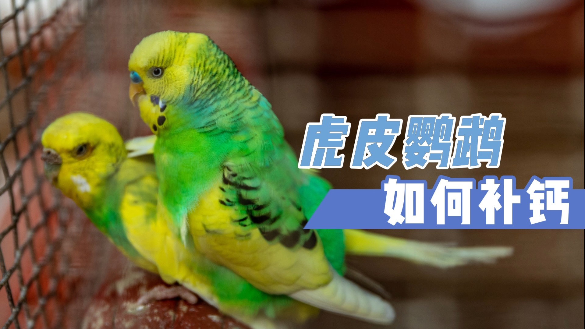 虎皮鹦鹉如何补钙