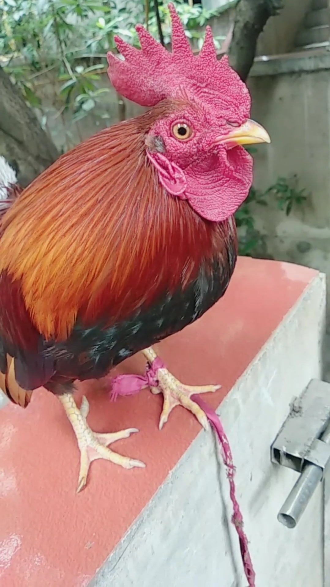 六年公鸡居然学会了蛤蟆叫