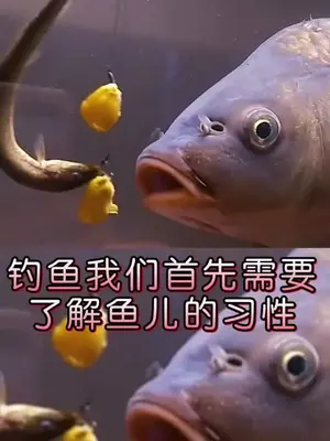 青鱼螺丝鲩鱼草,甲鱼偏爱鲜猪肝,了解鱼儿喜好,钓鱼不再难!钓鱼