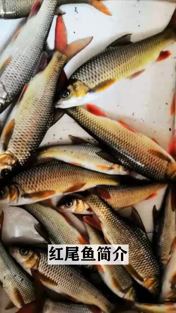 红尾鱼简介