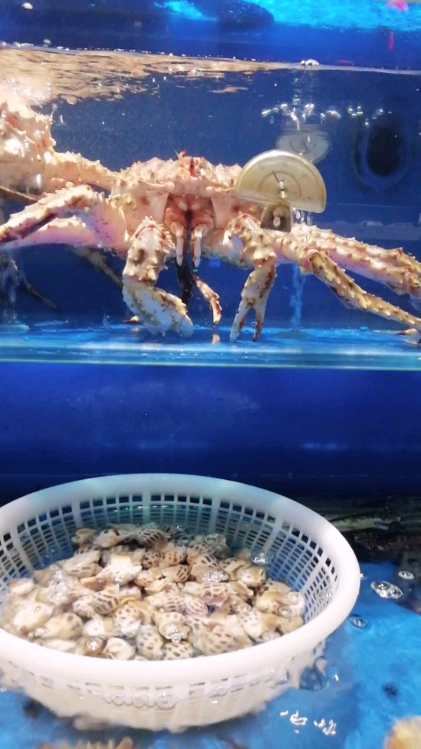 小虾皮