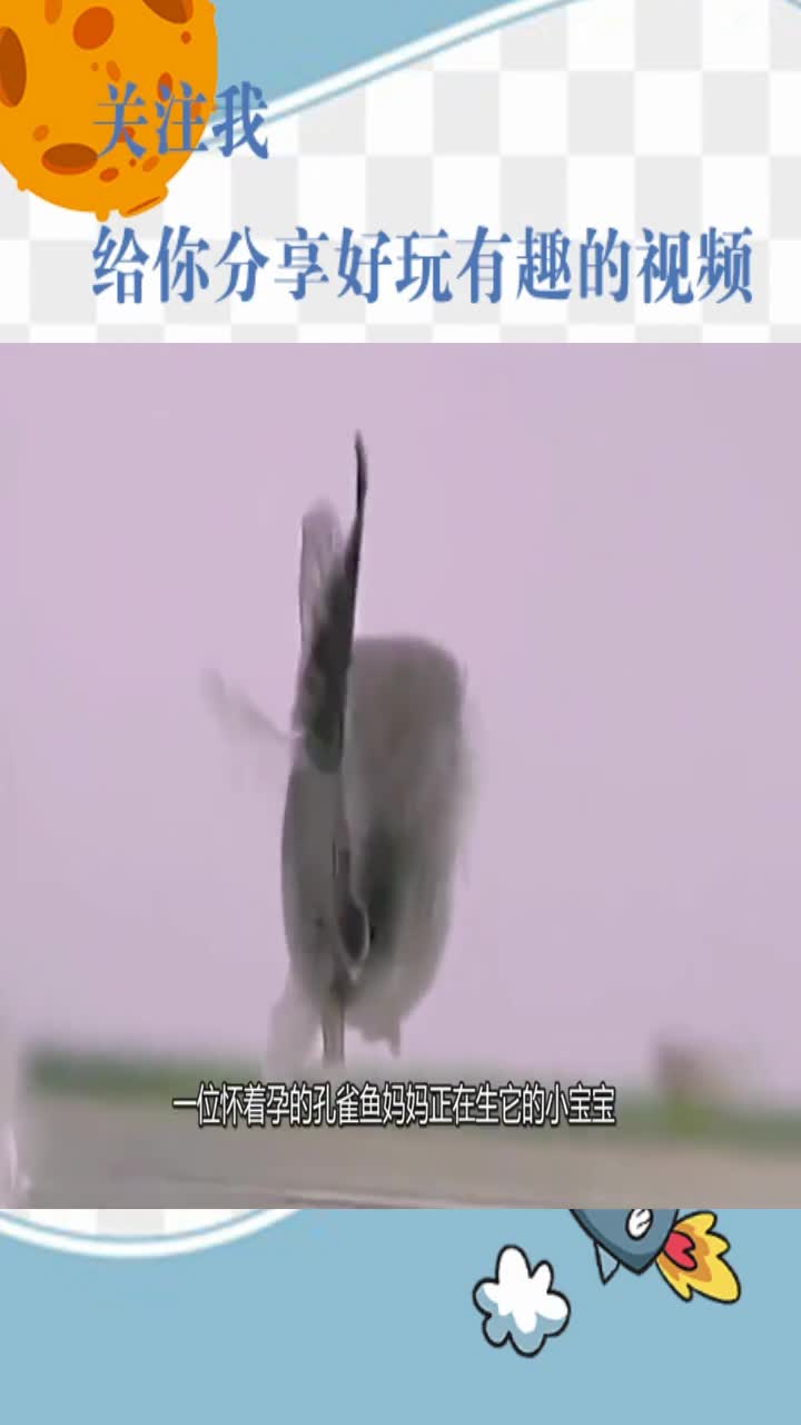 孔雀鱼妈妈生小宝宝,一口气生下了35条,太壮观了!