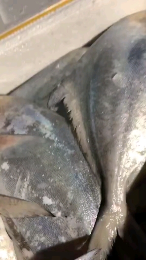 #渤海海鲜#流网鲳鱼,全鳞顶级海鲜
