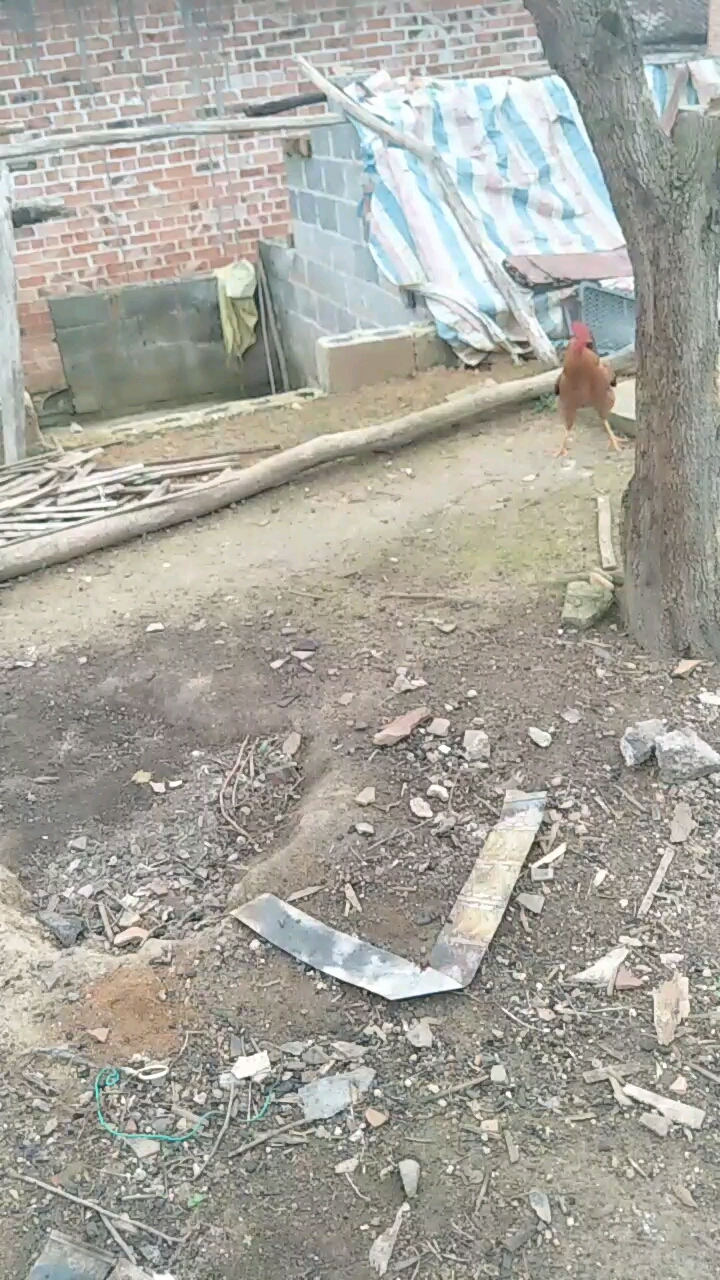 早上好,公鸡打鸣
