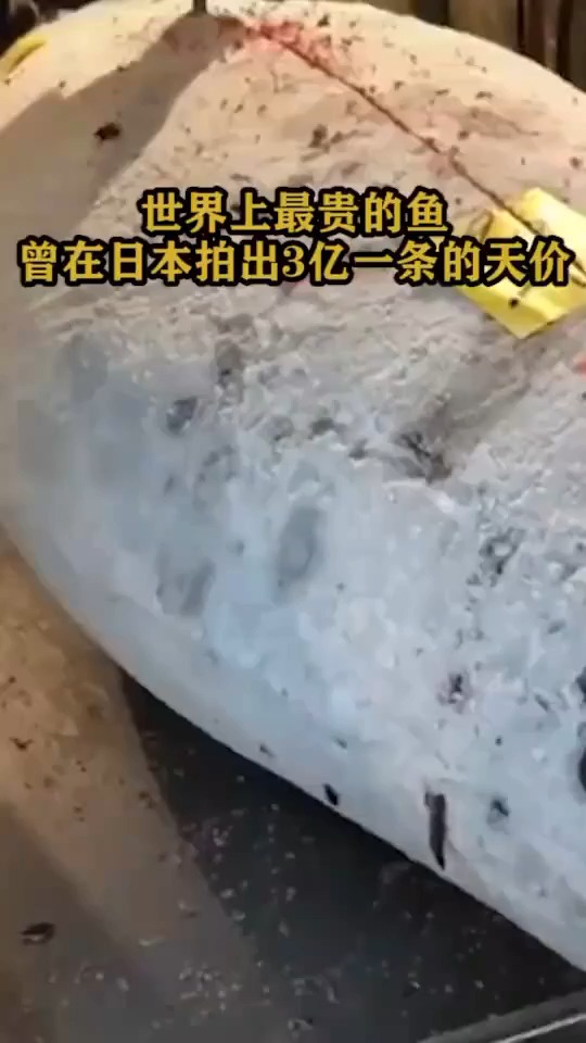 世界上最贵的鱼曾在日本拍出3亿一条的天价22785