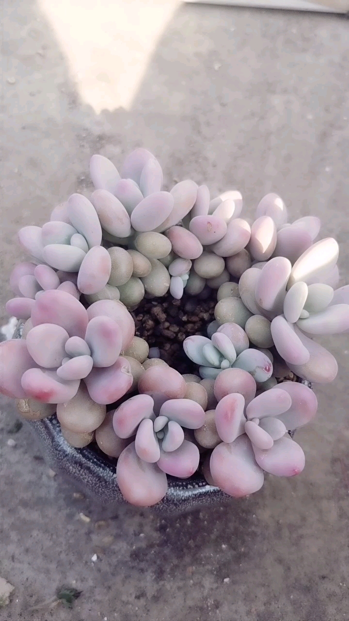 带你认识多肉桃子卵!