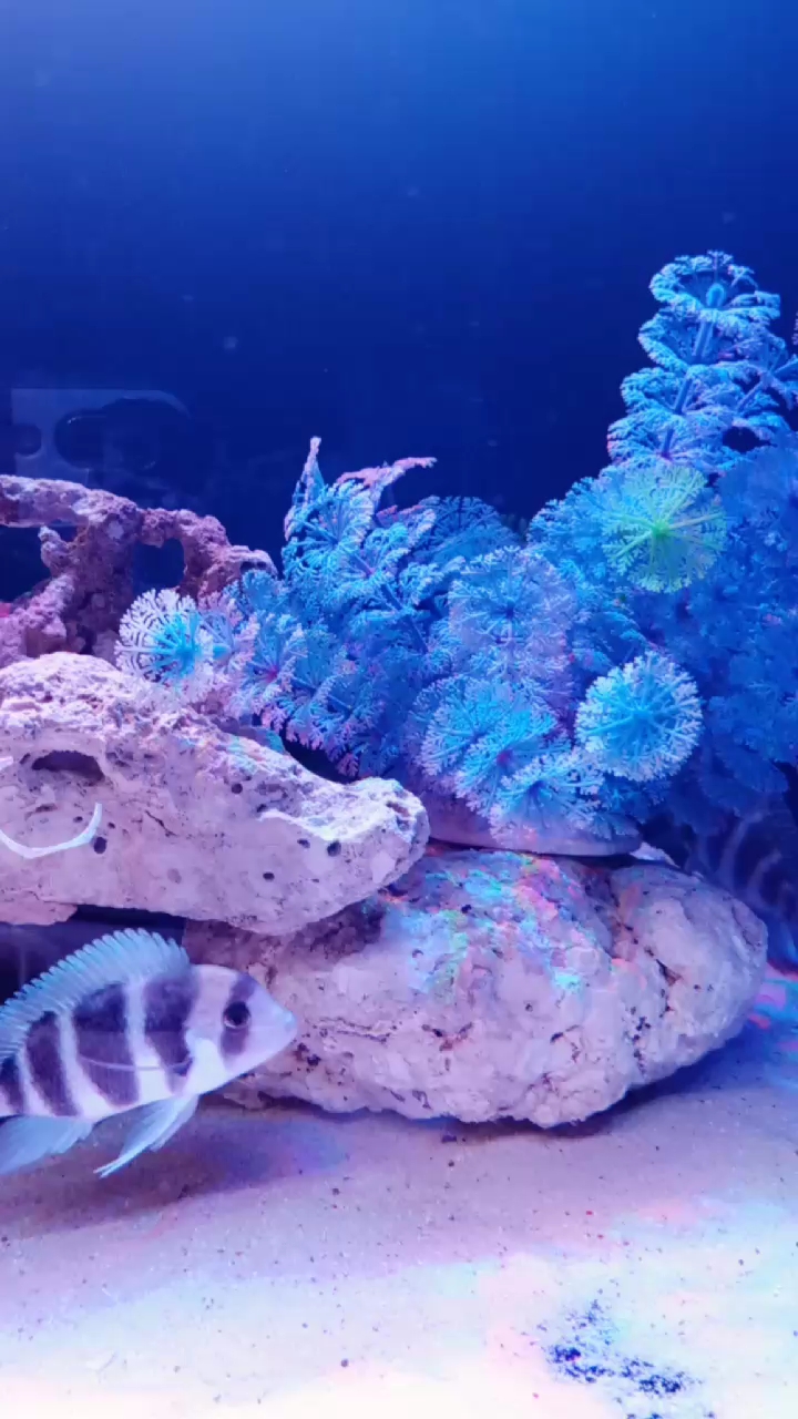 分享视频