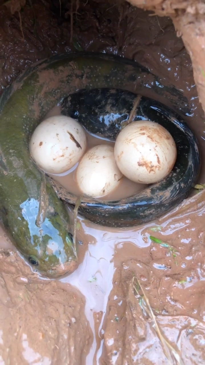 花鱼洞挖出这个。