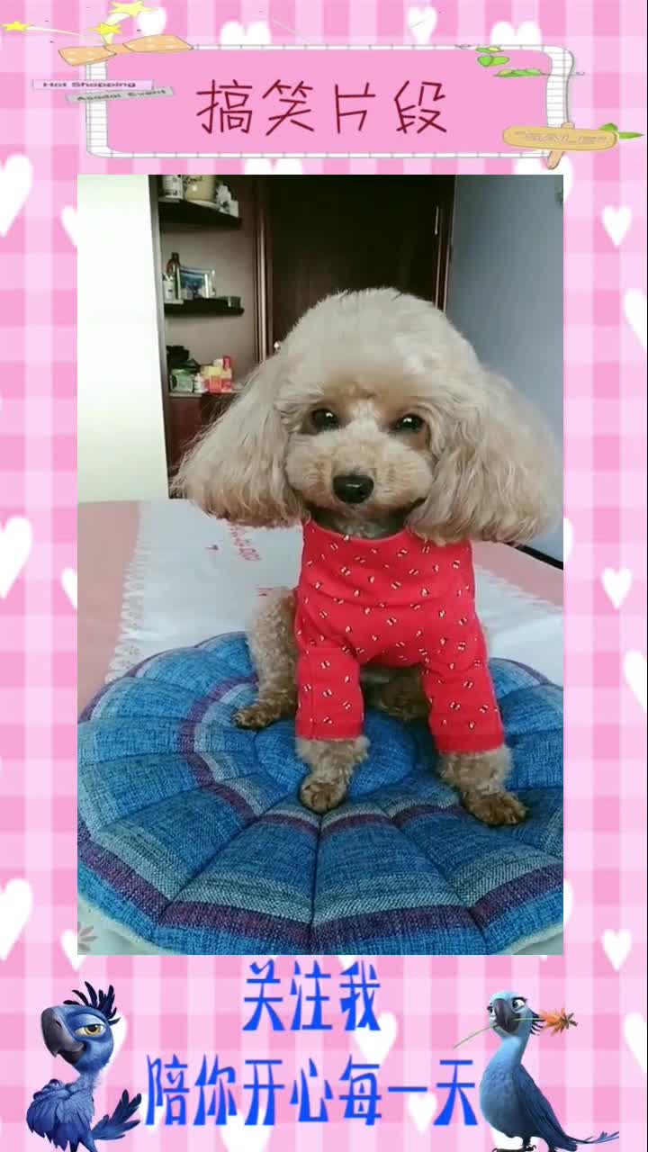 东北铁锅炖大鹅,搞笑视频