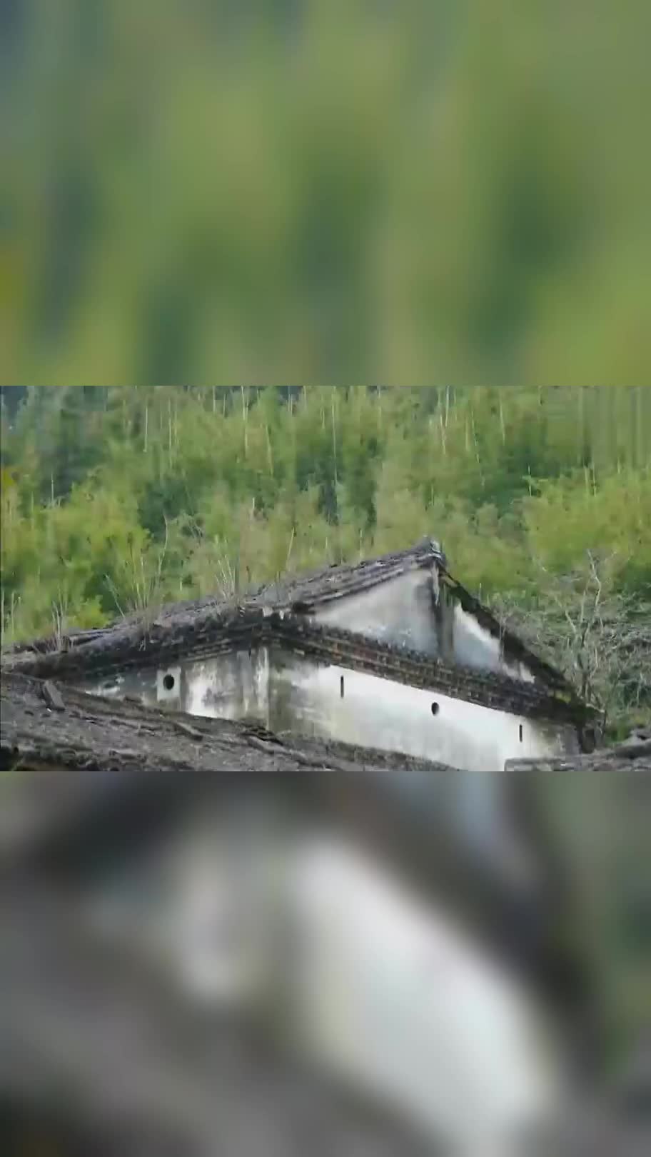 老广的味道:很多人以为芥末是日本独有,中国在很久以前靠芥末取代辣椒