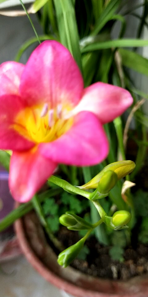 麦兰花