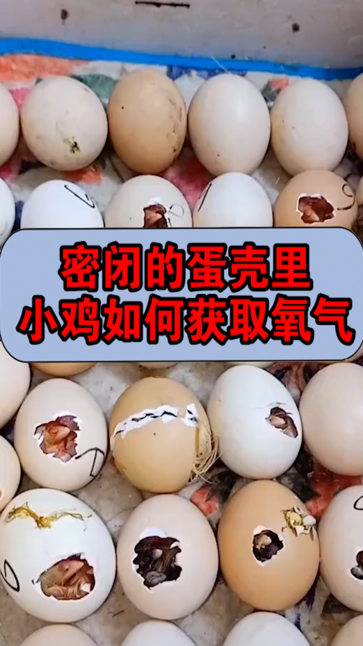鸡蛋壳里的小鸡如何获取氧气,视频看过才知道