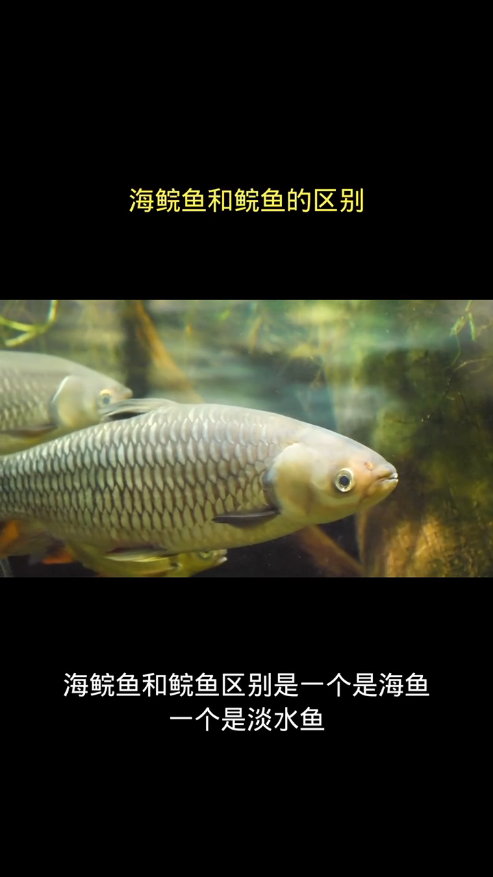 海鲩鱼和鲩鱼的区别