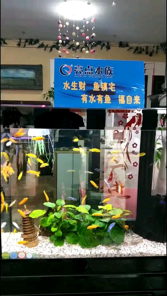 鱼儿美歌好听,放在家里谁更美呢!