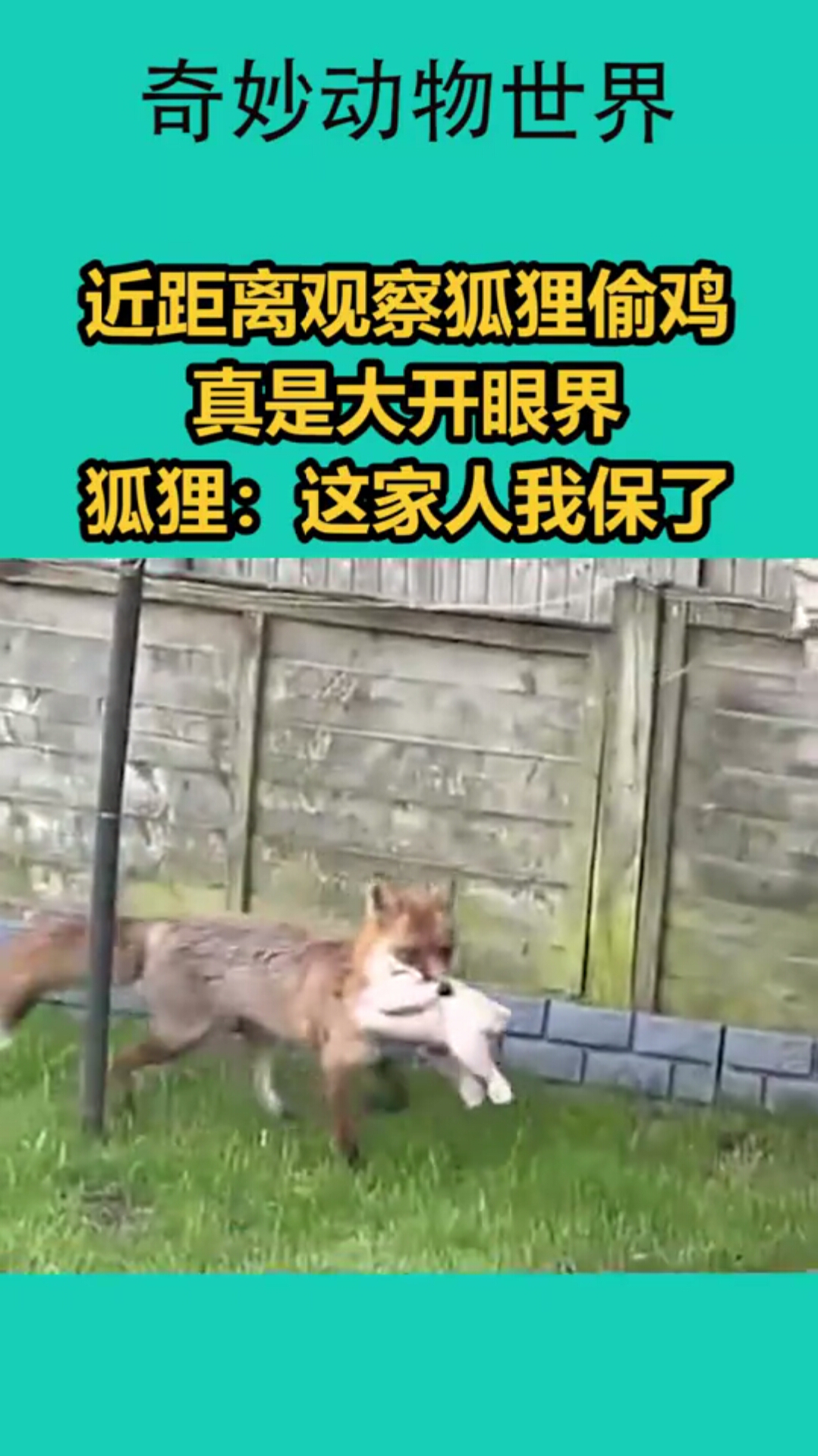 近距离观察狐狸偷鸡,真是大开眼界,狐狸:这家人我保了