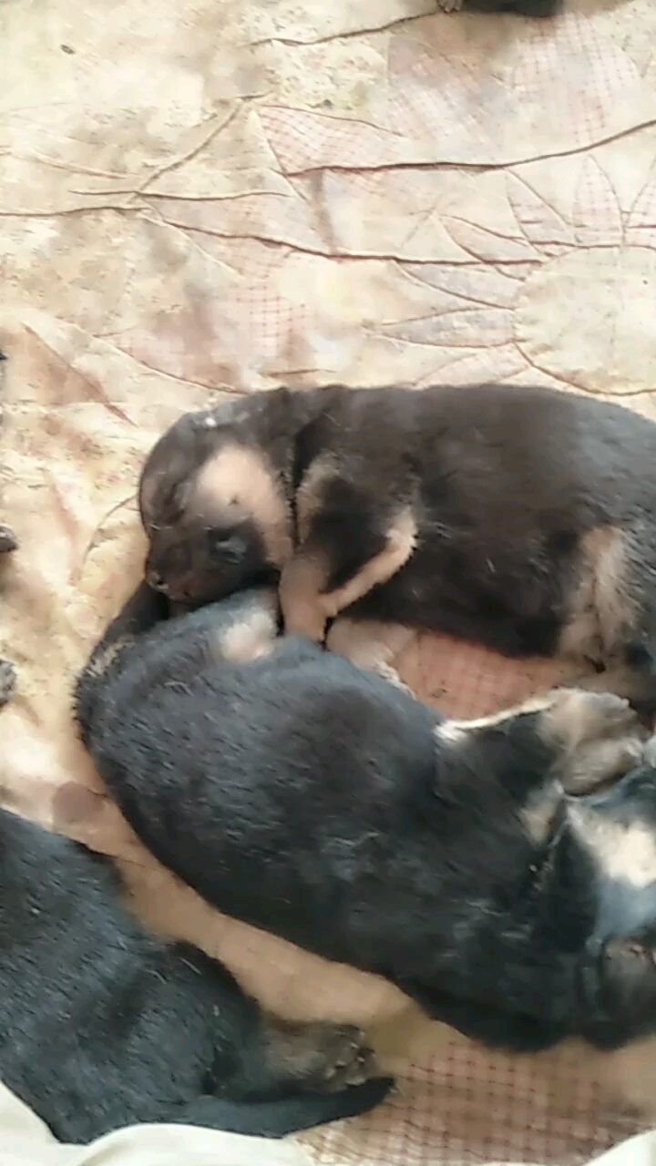 睡觉觉,长肉肉。