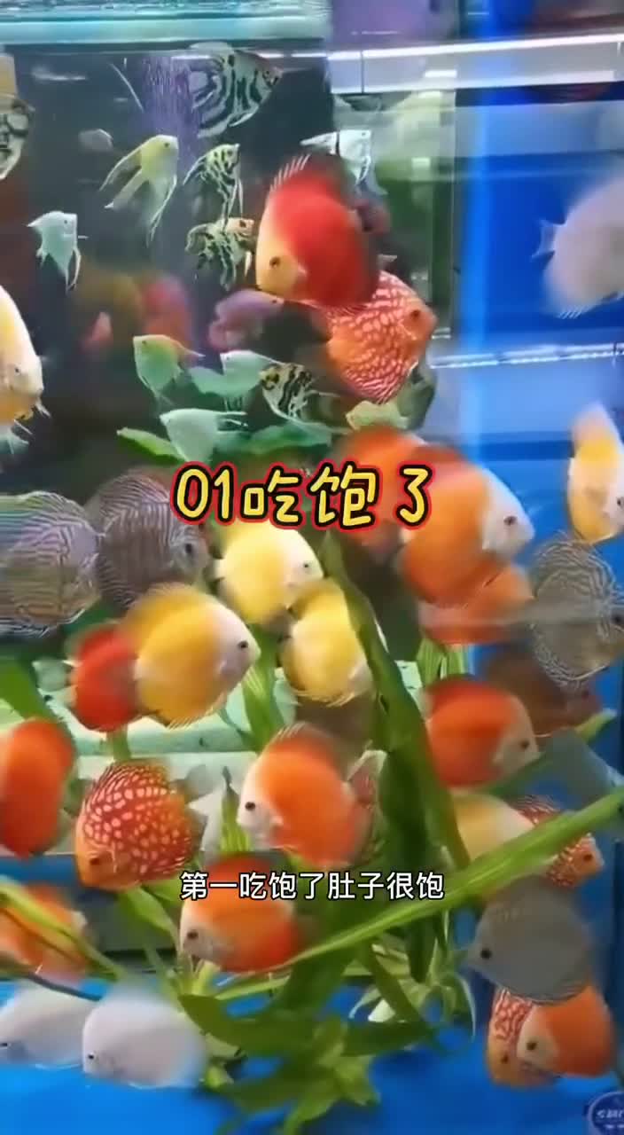 鱼儿吃了又吐是怎么回事