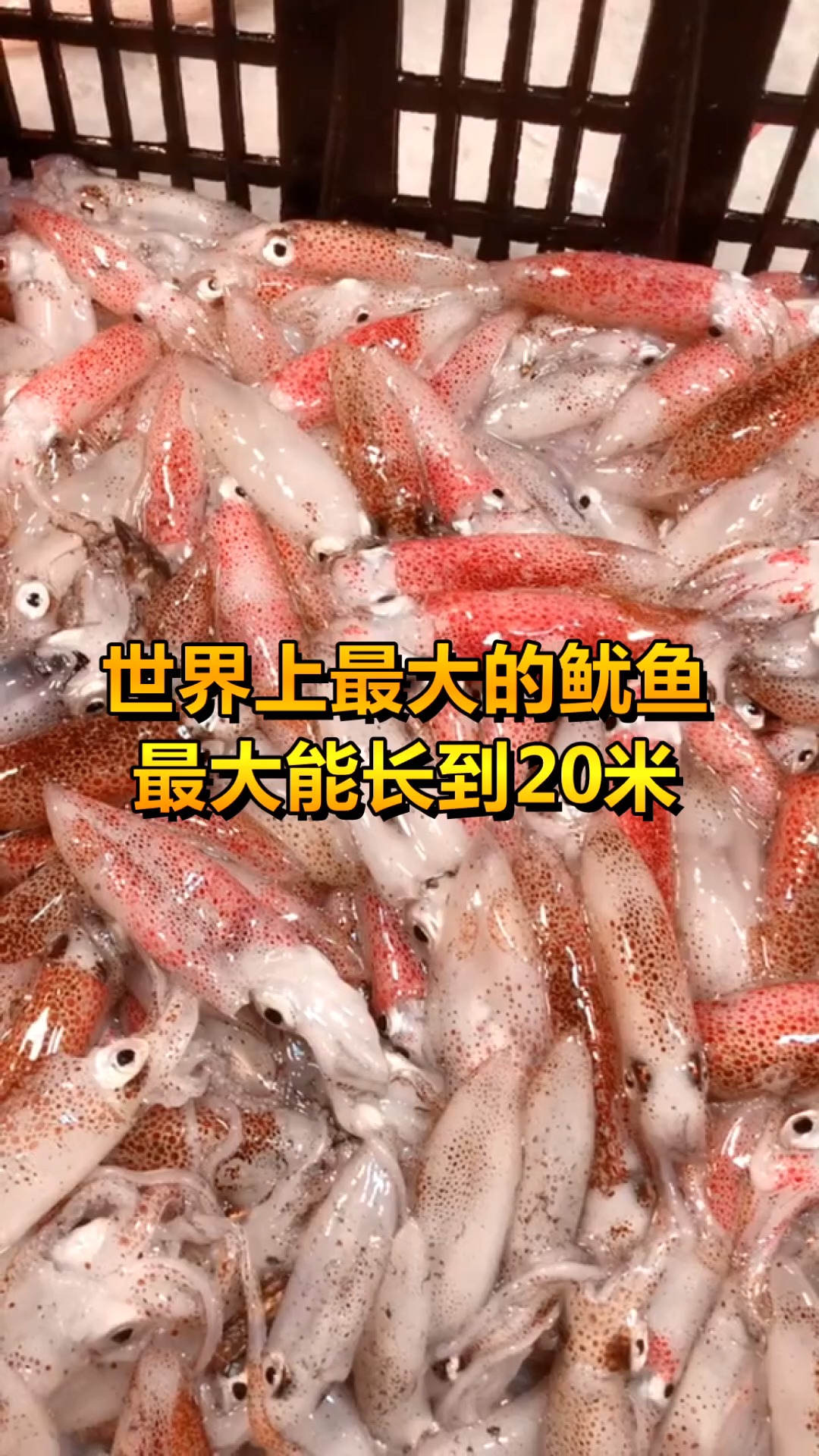 世界上最大的犹豫,最大能长到20米,你见过吗?