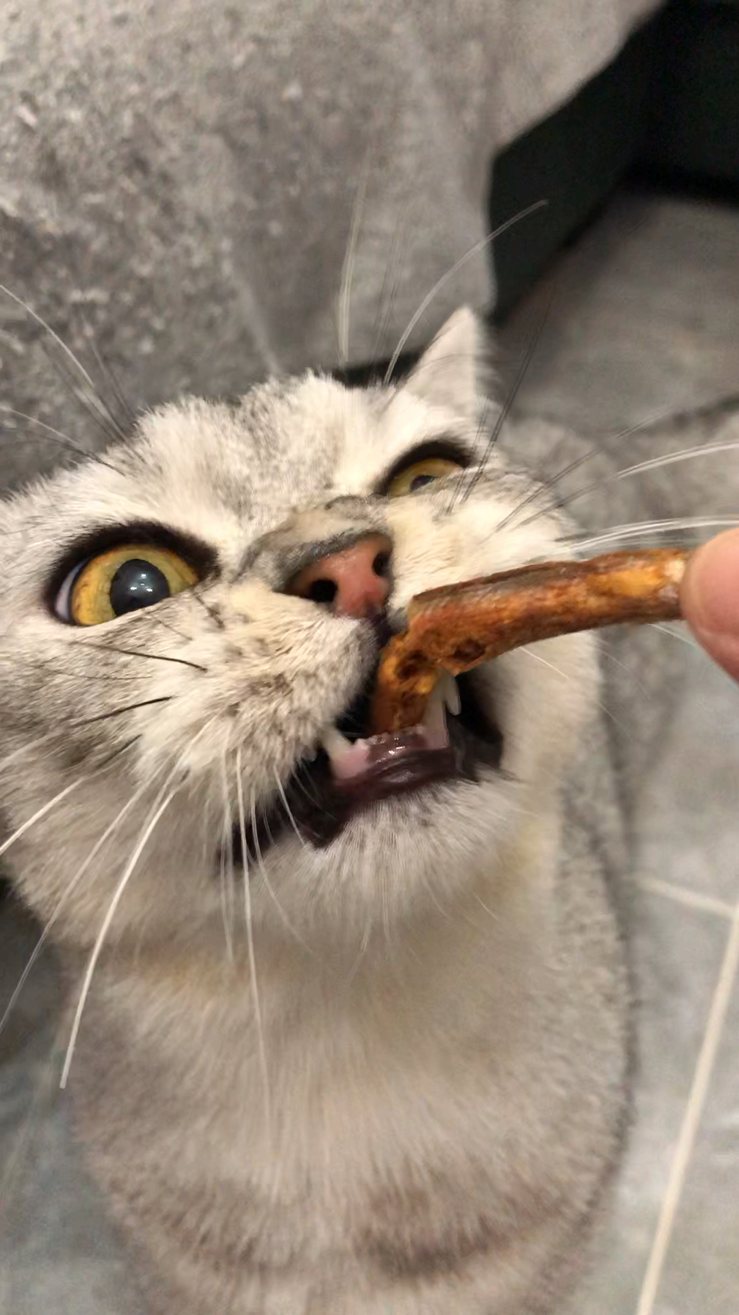 #宠物猫#吃小鱼干的正确方式