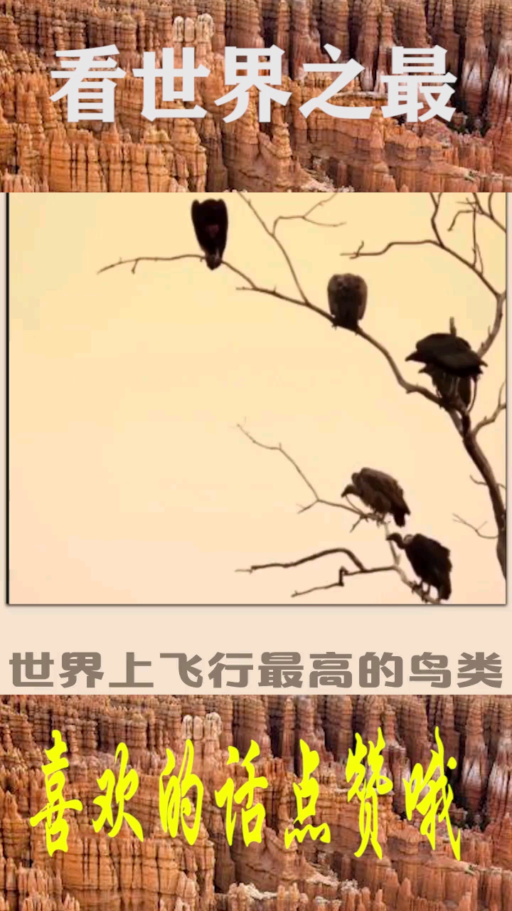 世界上飞行最高的鸟类,可以飞过珠穆朗玛的