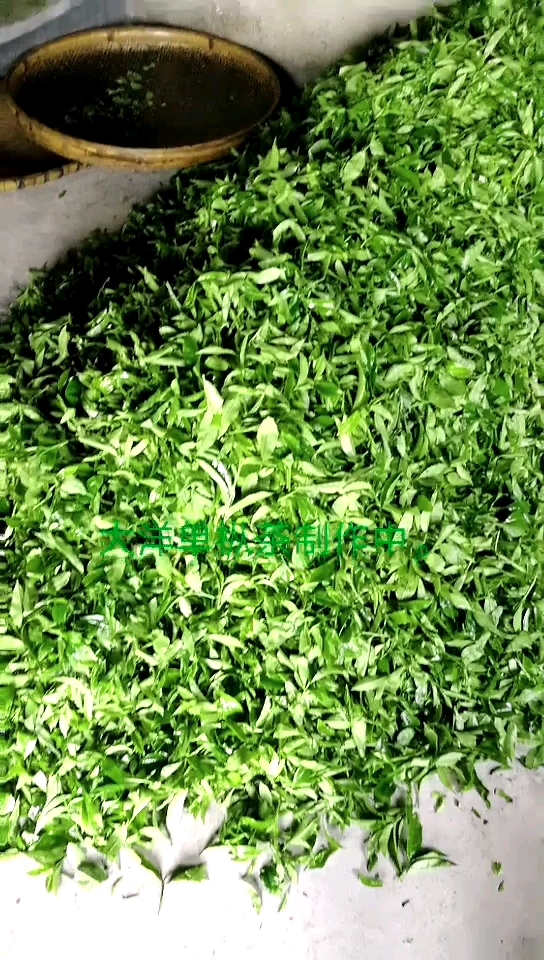 大洋炒茶~单枞茶加工中。