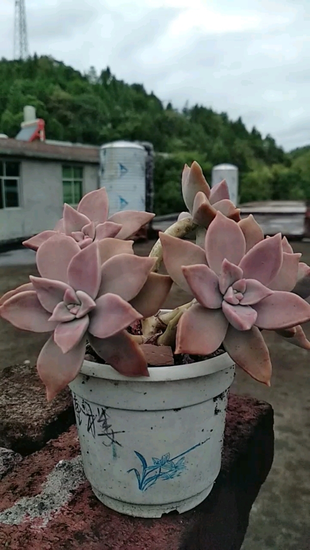 养多肉植物新手必备的品种推荐,第一个胧月,