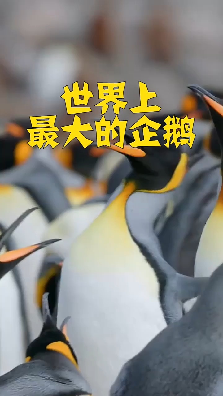 世界上最大的企鹅,你知道是什么吗?看完你就知道了
