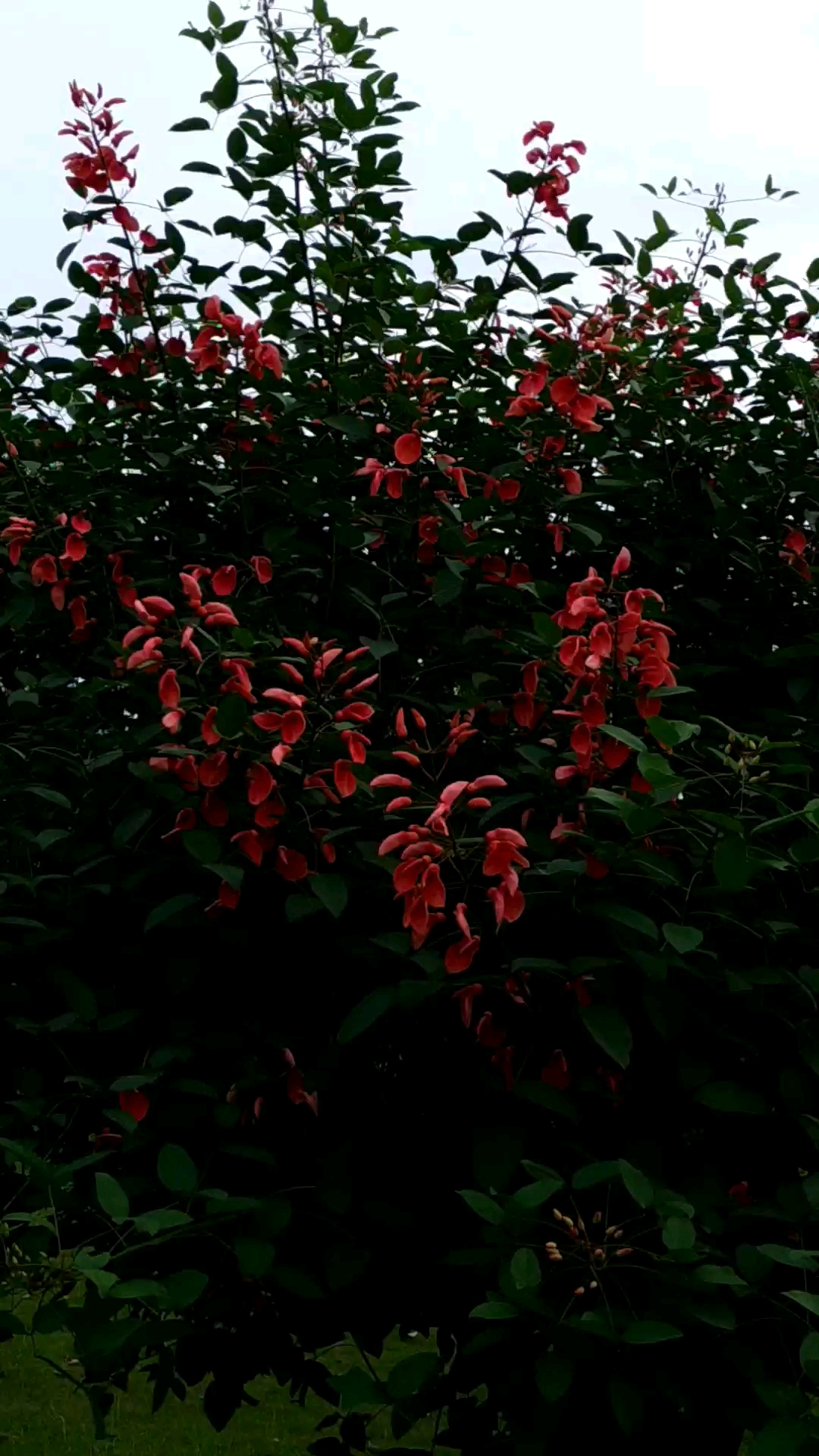 #我的小花园#朋友们见过鸡冠刺桐树吗?绿叶配红花