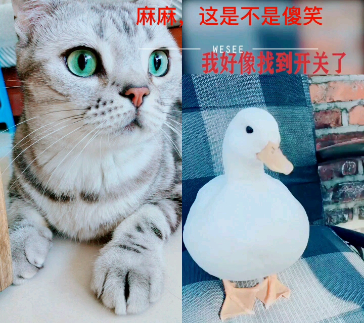 会笑的鸭子好可爱哦