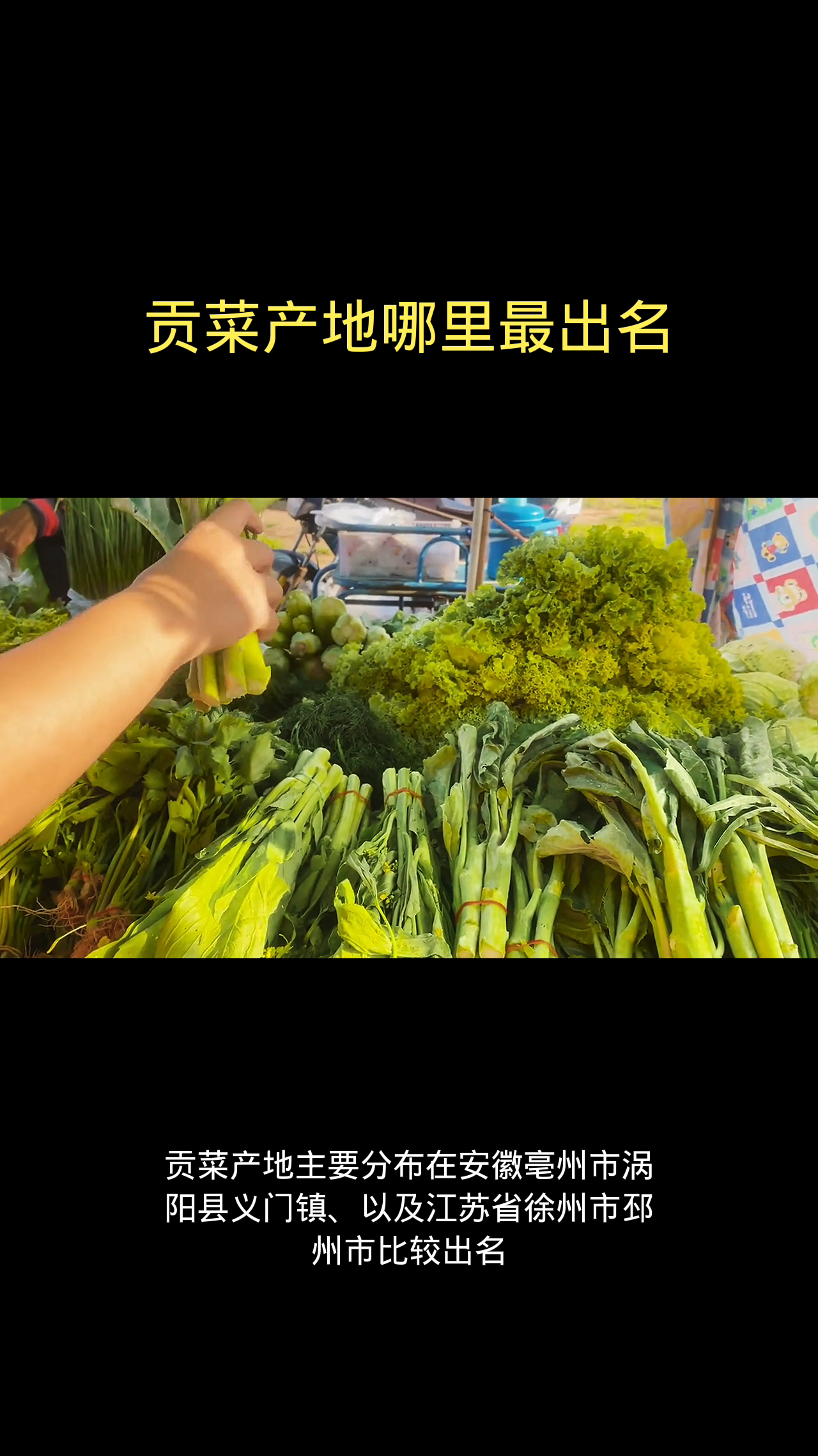 贡菜产地哪里最出名