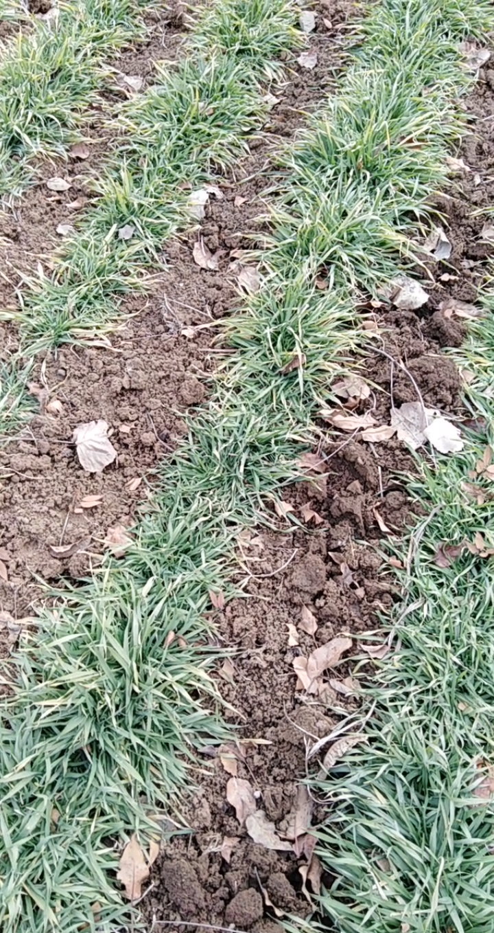 韭菜和麦苗,你能分得清吗?