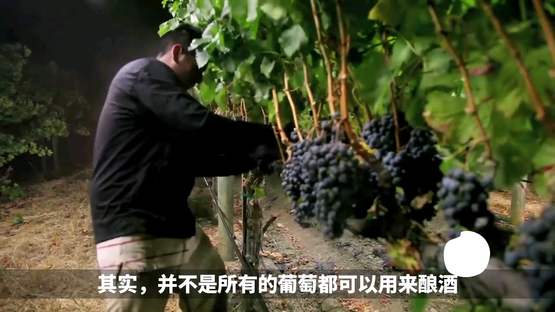 为什么自酿葡萄酒可能会中毒?