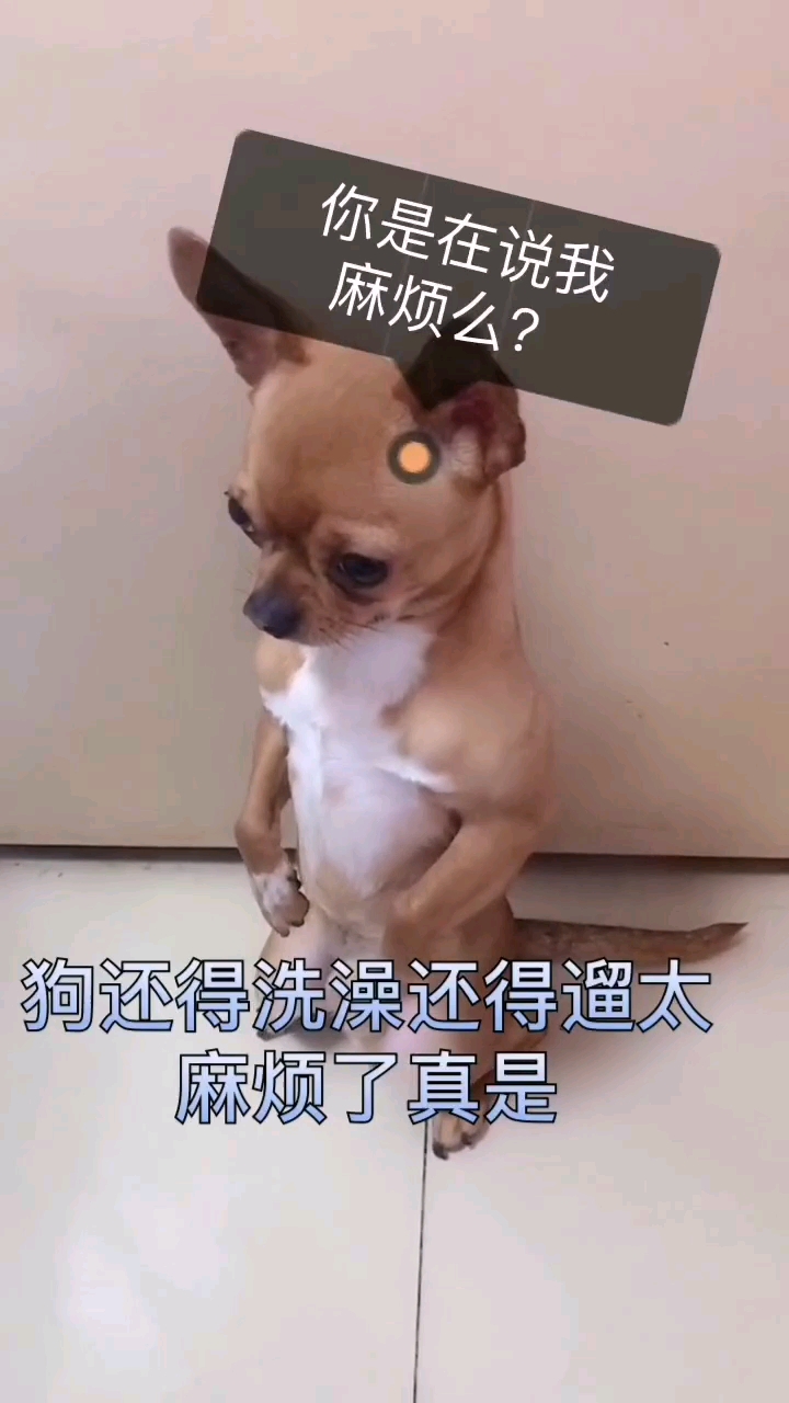 你是在说我麻烦么?。狗还得洗澡还得遛太麻烦了真是