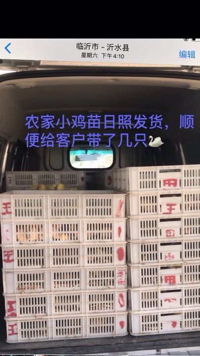农家小鸡苗日照发货,顺便给客户带了几只2